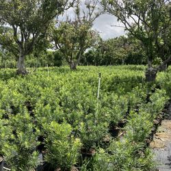 Podocarpus tree