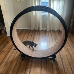 Delivery Available / Large Cat Wheel