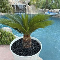 Beautiful Sago Palm in Elegant White Pot – Ready to Display