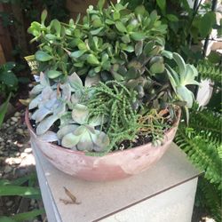 Succulents Plants