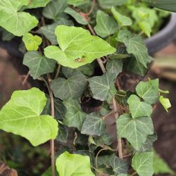 English VINE 4 Inch Rooted Life 🪴 Plant 