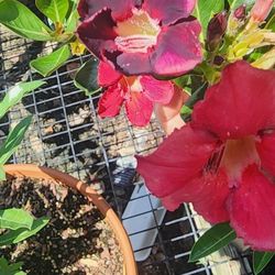 Desert Flowers: Mixed Colors For Sale 