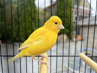 Canary Cage 