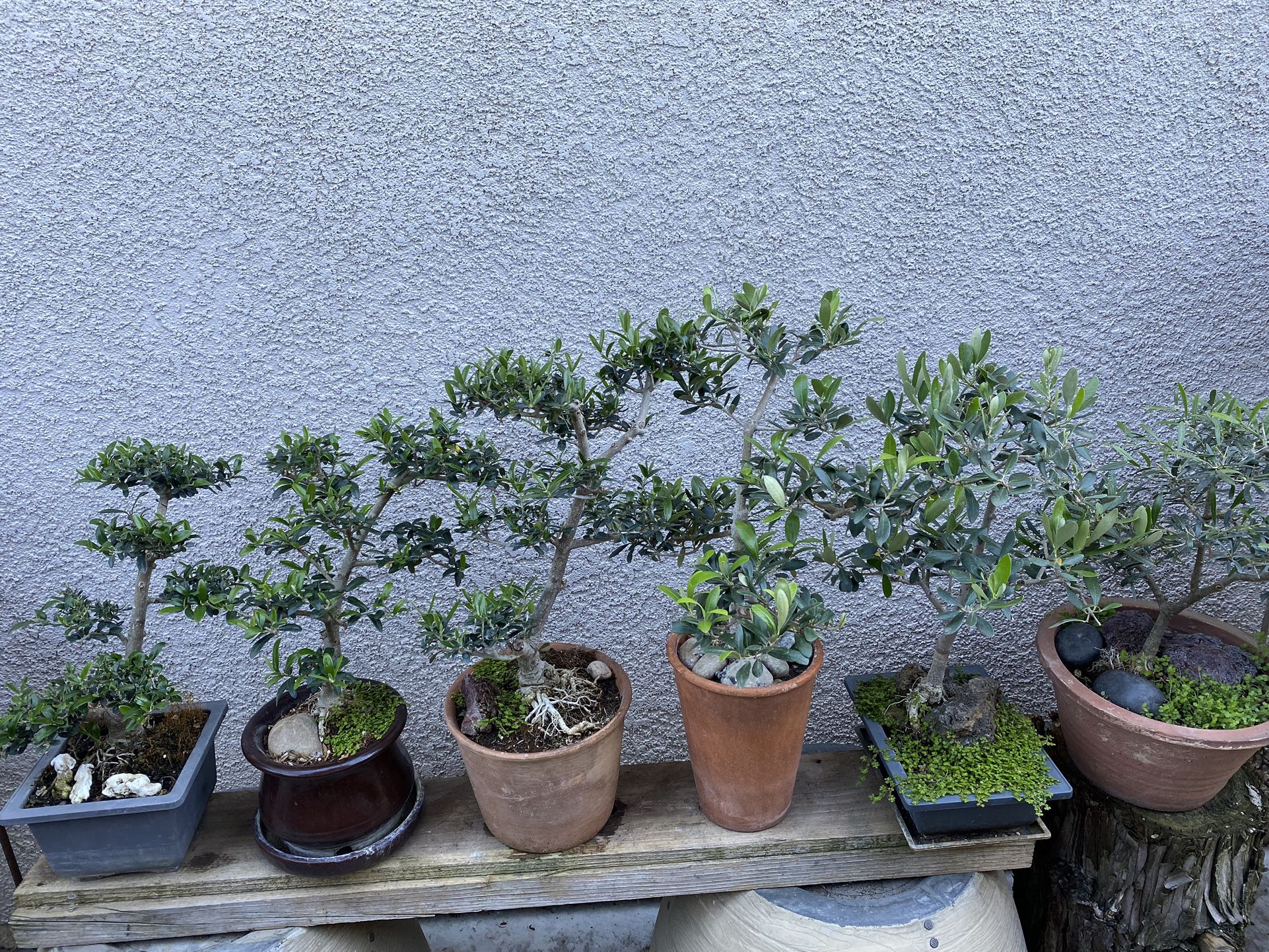 Olive Plant $40 Each 