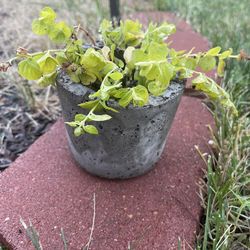 Creeping jenny plant with planter 