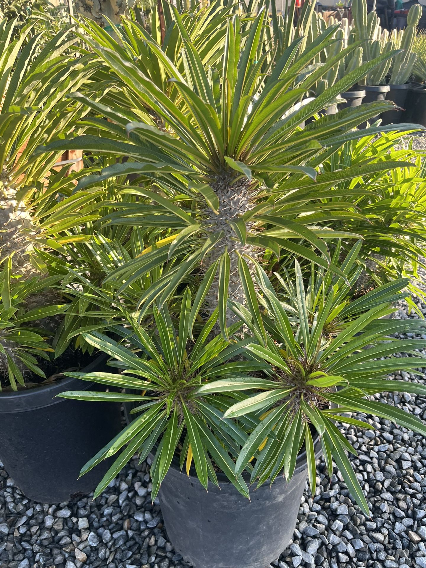 Madagascar Palm In 15 Gallon $110 Each