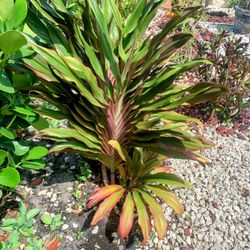 One Plant $25 