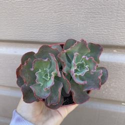 4” Succulent 