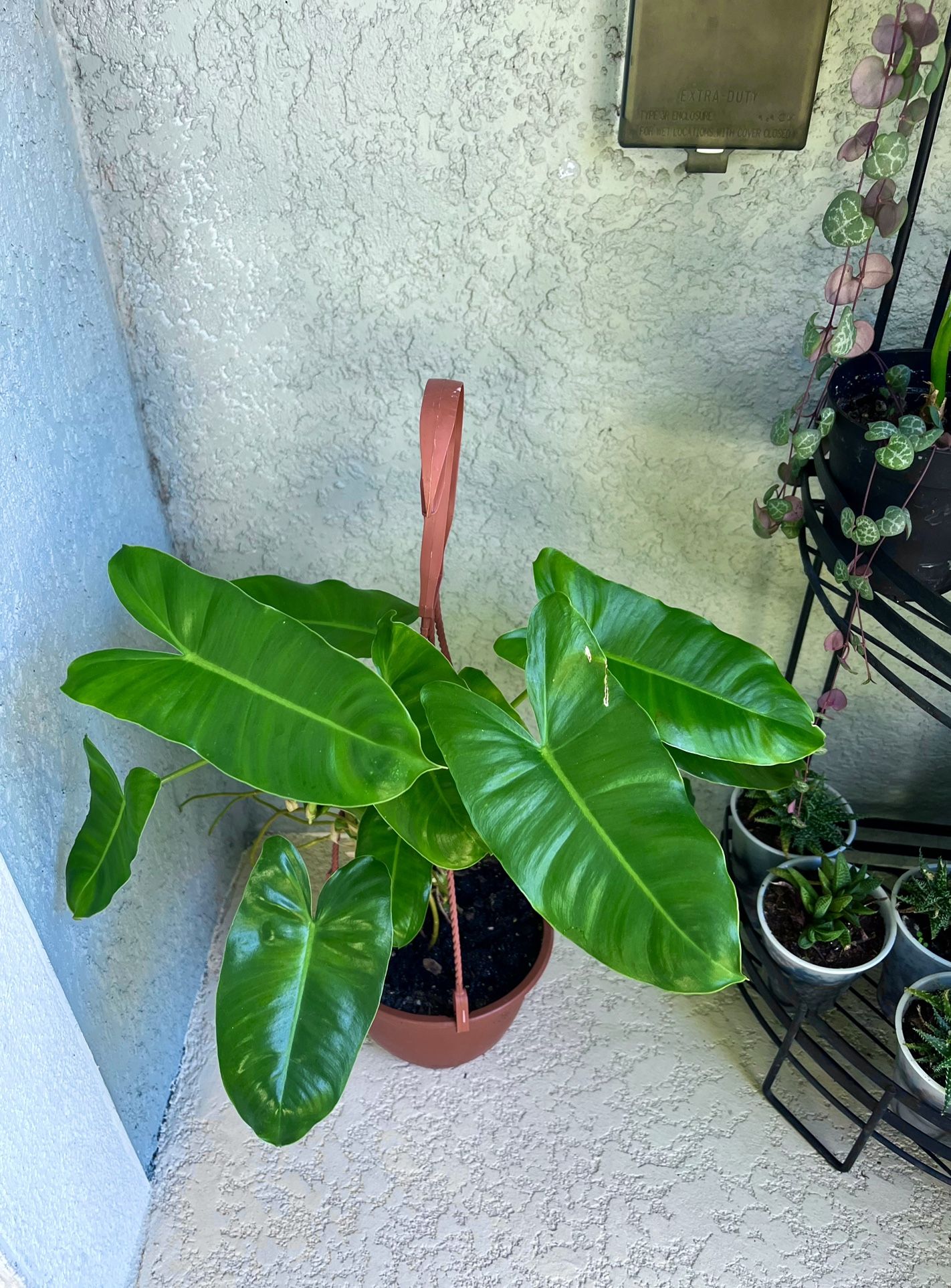 Philodendron Burle Marx Plant