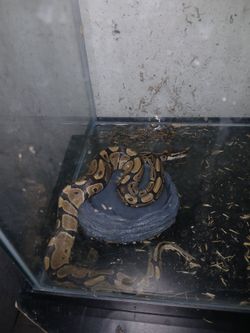 Snake tank with some  accessories