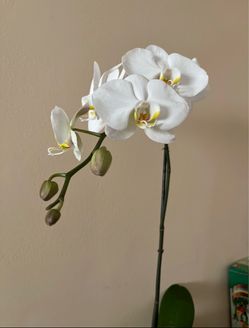 White Phalaenopsis Orchid Plant