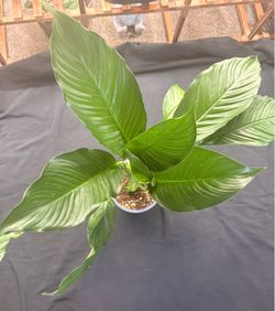 Peace Lily Plants – 4 Available!