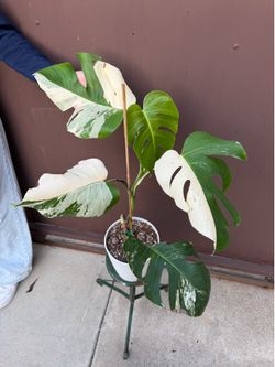 6” monstera albo