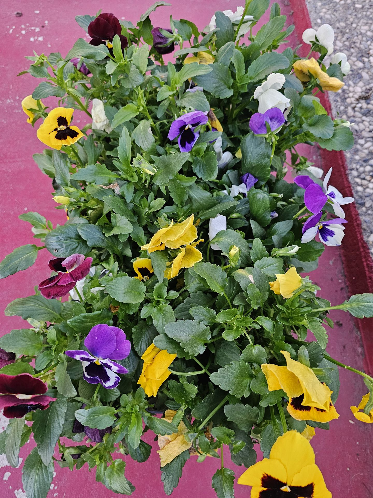 PANSY FLOWERS