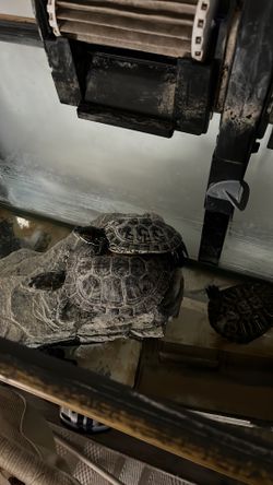 Free Turtle And Everything U See On The Picture