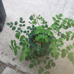 Malunggay/ Moringa Plants