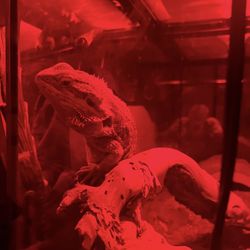 Glass Tank For Bearded Dragon 