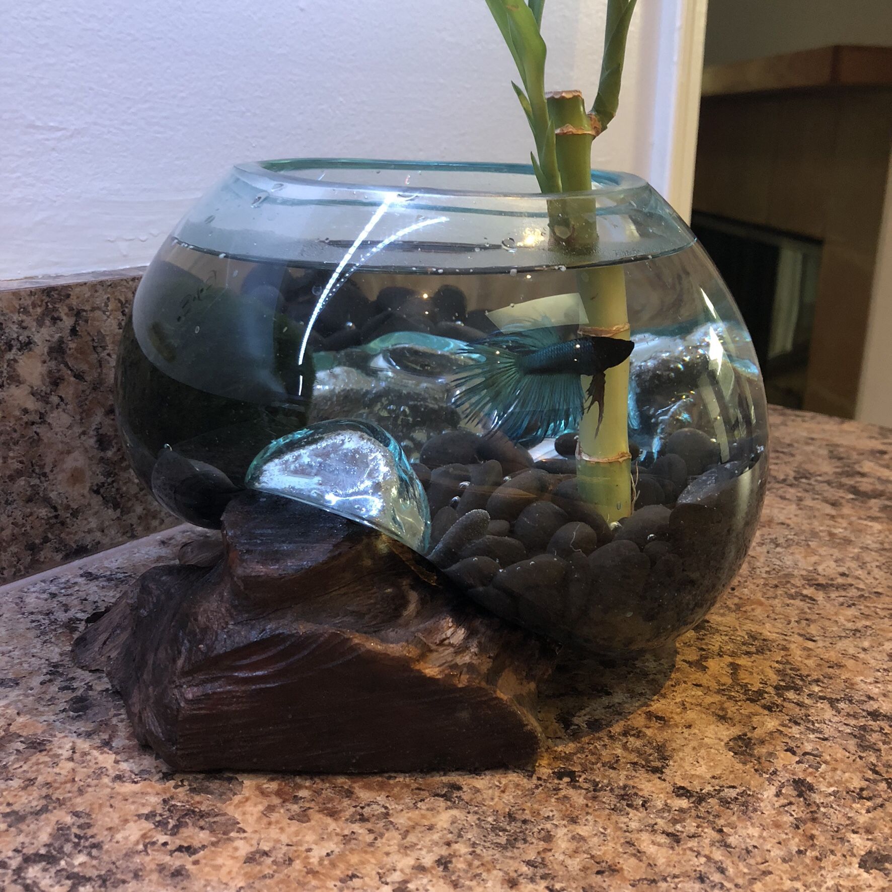 West Elm Drift Wood And Handblown Glass Terrarium Fish Bowl
