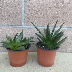 Succulent Plants 