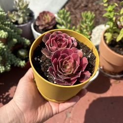 Succulents For Sale $5 Each
