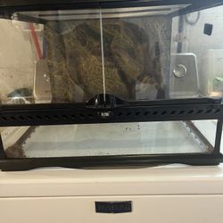 Hermit Crab, Tank With Screen On Top