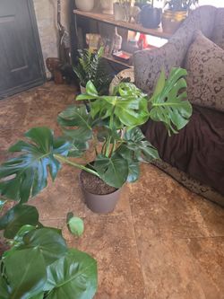 3.2ft tall 3.6ft wide extremely healthy Monstera plant in new 11in pot