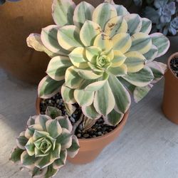 Succulents Plant