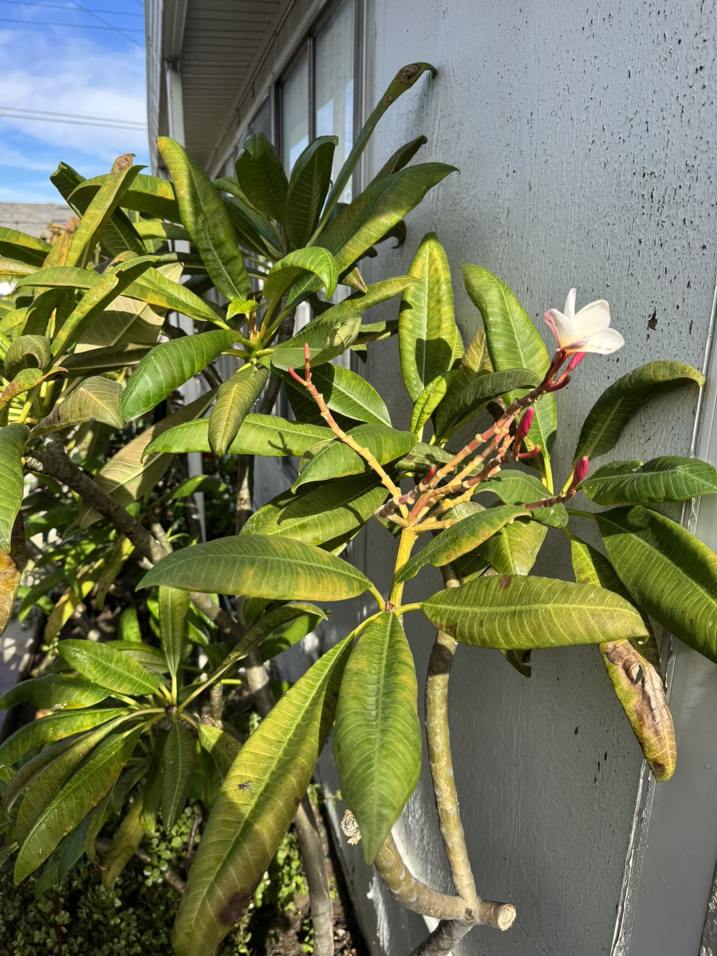 Plumeria Plants | Palos de Plumerias