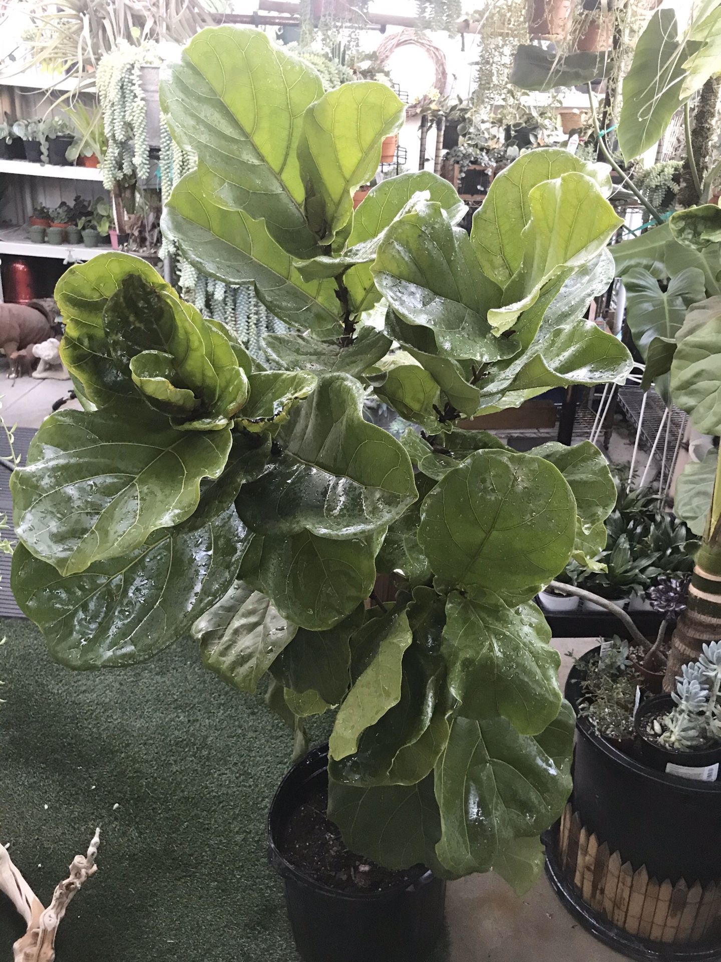 Plants (10gallons pot x 5ft tall Fiddle leaf fig $50)