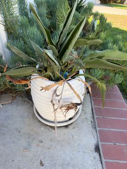 Pot Plants
