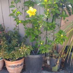 Yellow Plant