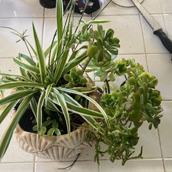 Beautiful Arrangements Succulents 