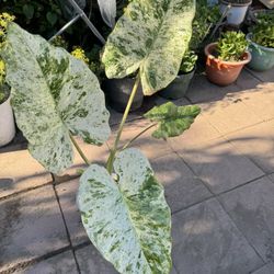 Rare Alocasia