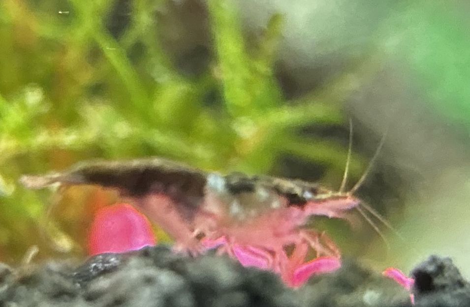 Shrimp