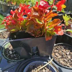 Red Begonia X3