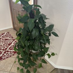 House Plant 