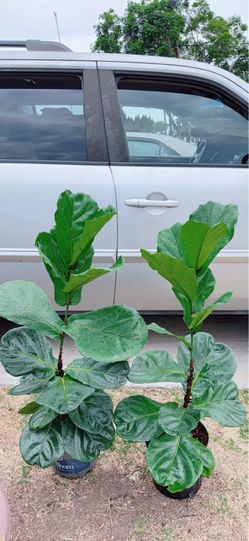 Fiddle Leaf Fig Tree 🪴$25 each