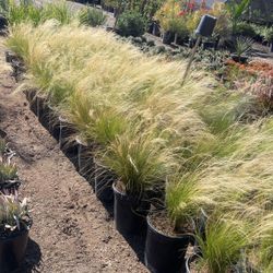 Mexican Feather Grass 