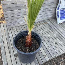 Palm Tree