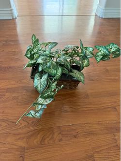 Plastic plant