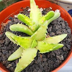 Succulents Plants Variegated Tiger Jaw Pick Up Only In Upland 