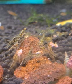 Shrimp Aquarium