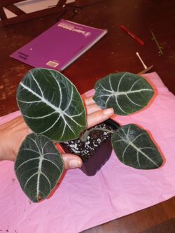 Black Velvet Alocasia