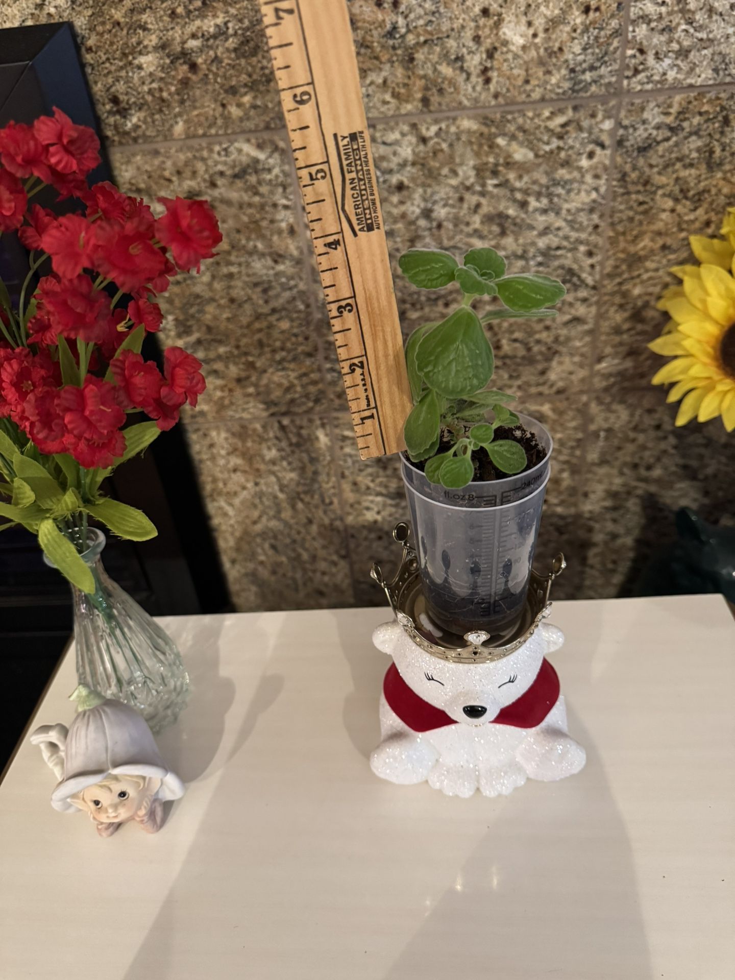 House Plant- Vicks
