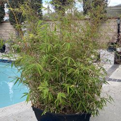 Beautiful Bamboo Trees In Horizontal Pot For Decoration