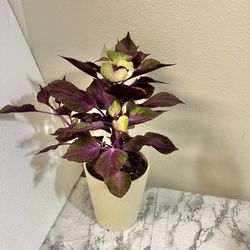 Coleus Plant 