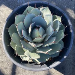 Agace Parryi Truncata