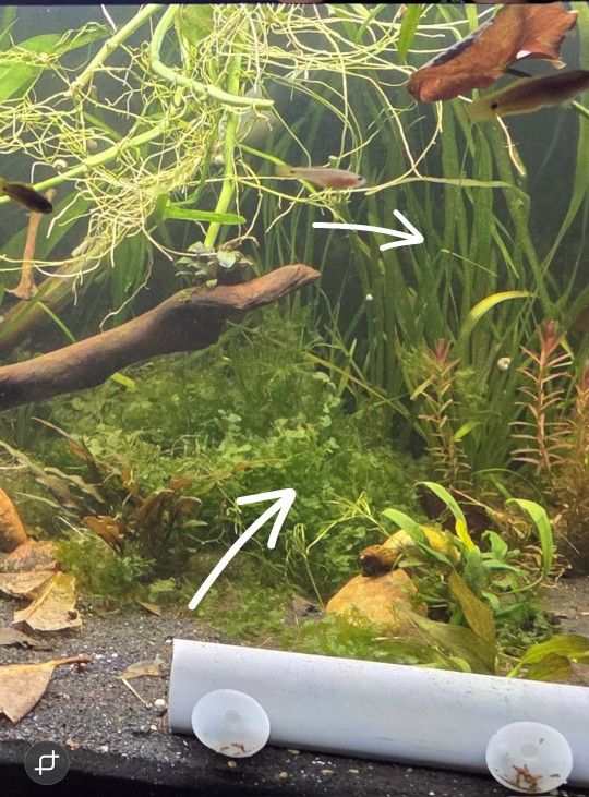 Aquarium PLANTS