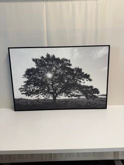Monochrome Tree Landscape Photograph in Black Frame