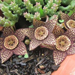 4” variegated stapelia orbea first pic is for reference